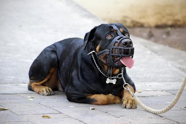 Rottweiler tmadt emberre Kszegen, pnzbntetst kapott a gazdja