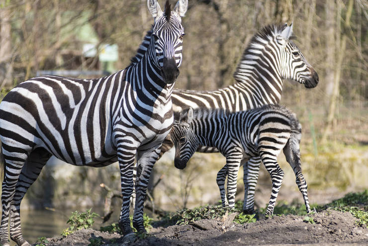 Alfldi zebrval gyarapodott a Nyregyhzi llatpark