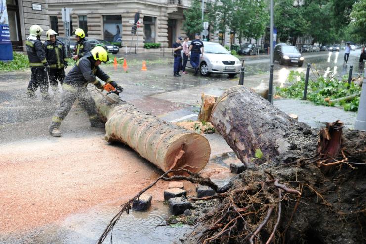 Rdlt kt emberre egy fa Budapesten