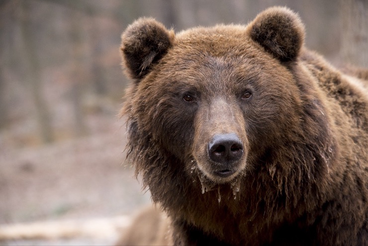 Medve tmadt egy 70 ves vadszra, a sebeslt frfi leltte a vadat