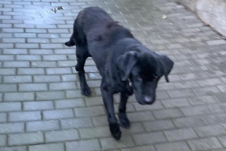 Szombathelyi kutyakaland: a Tófürdő medencéjéből mentették ki Borsót