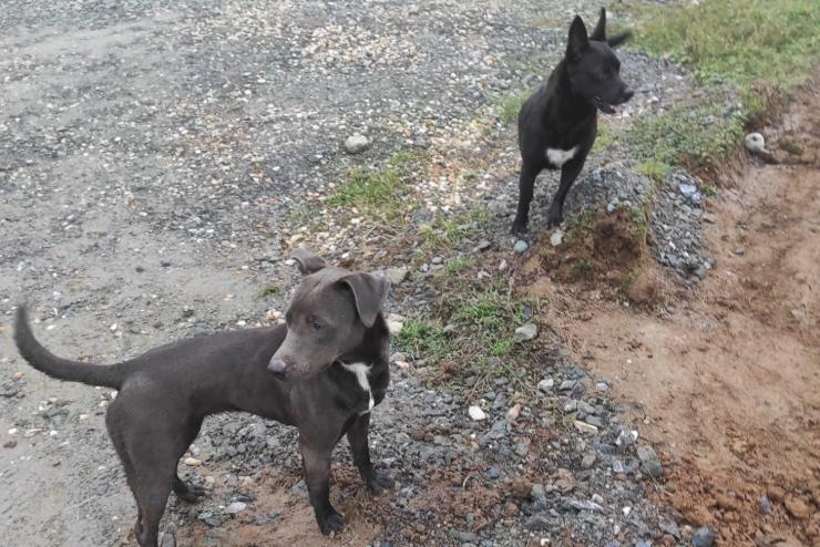 Minden elveszett kutya hazajutott szilveszterkor: egy rohonci ebet a határon adtak át a gazdájának a vasi állatvédők