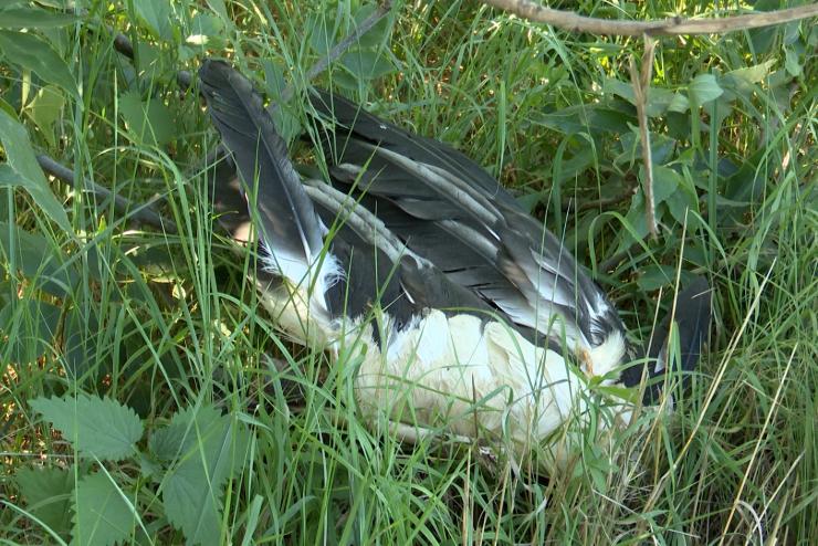 ramts vgezhetett tbb glyval Szombathelyen, az Erdei Iskola krnykn