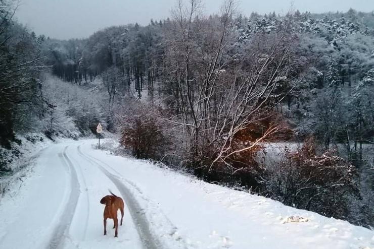 Éjszakai havazás: télire változott a táj a Kőszegi-hegységben