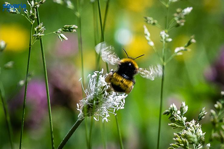 Vadvirágos Szombathely: a Szent István Parkban is dolgozhatnak a méhek