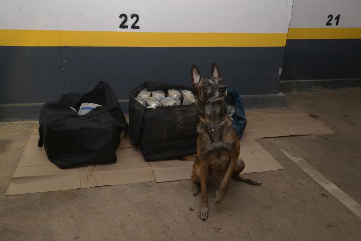 Több mint 60 kilogrammnyi kábítószert találtak a rendőrök Szegeden