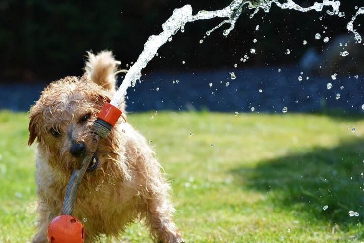 Hőguta: nyáron nagy veszélyben lehetnek a kutyák