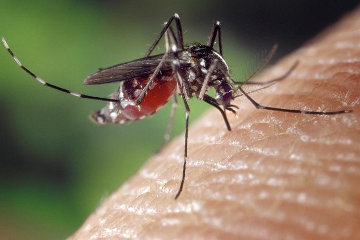 Vas megyében is irtják a héten a szúnyogokat