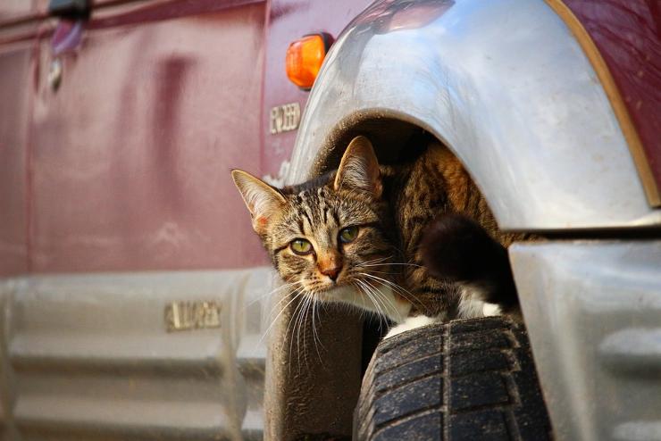 Macska szorult egy autó motorterébe Celldömölkön