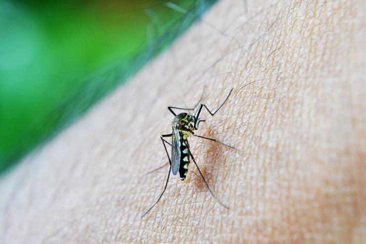 Háromszáz településen irtják a szúnyogokat országszerte, Vas megyében is 