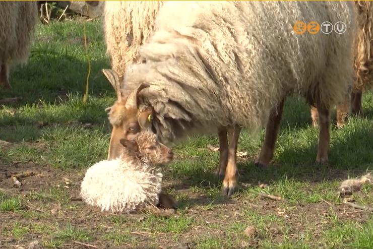 Kisbrny szletett a Vasi Skanzenben