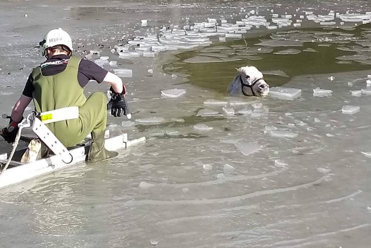 Lovat mentettek a jeges vízból a vaskomjáti tűzoltók