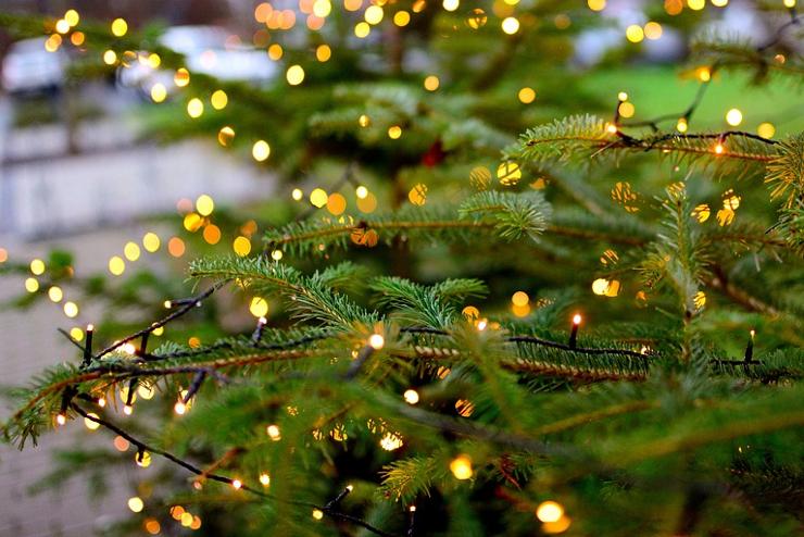 Az Eszterházy-erdészetből érkezik idén Bécs karácsonyfája