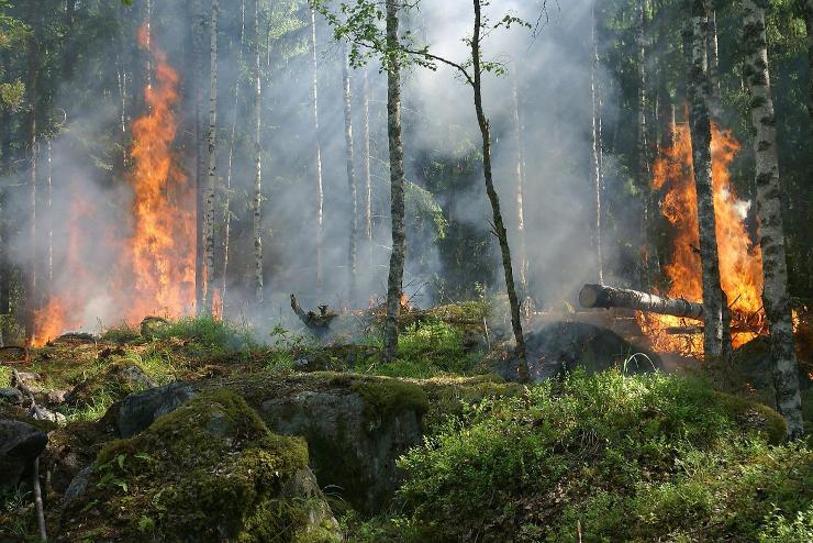 Rekordnagyságú területen pusztított erdőtűz az idén Európában