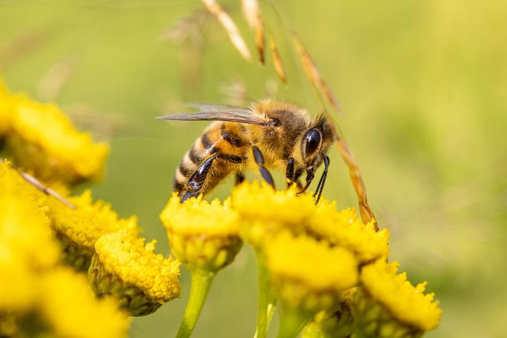 A dühös méhek jobb minőségű mérget termelnek