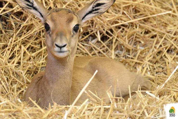 A vadonban már kihalt mhorr gazella született a Fővárosi Állatkertben