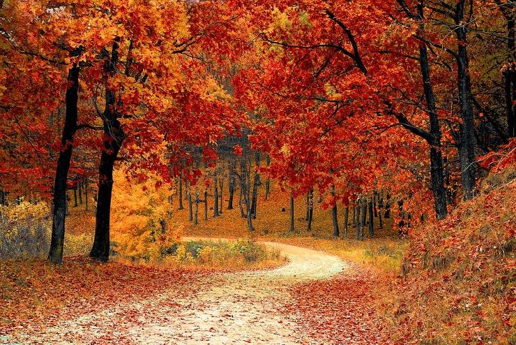 A felmelegedés még az ősz megszokott színeit is eltüntetheti
