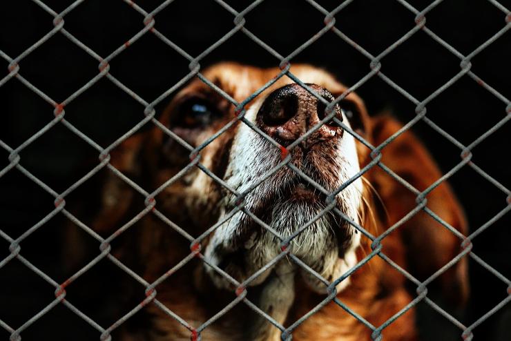 Negyven nap elzárást kapott a kutyát felakasztó férfi
