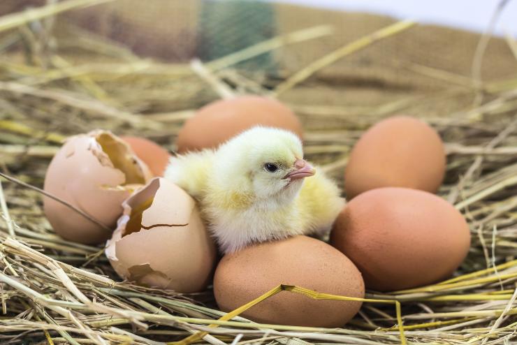 Bolti meglepetés: kiskacsák keltek ki a tojásokból