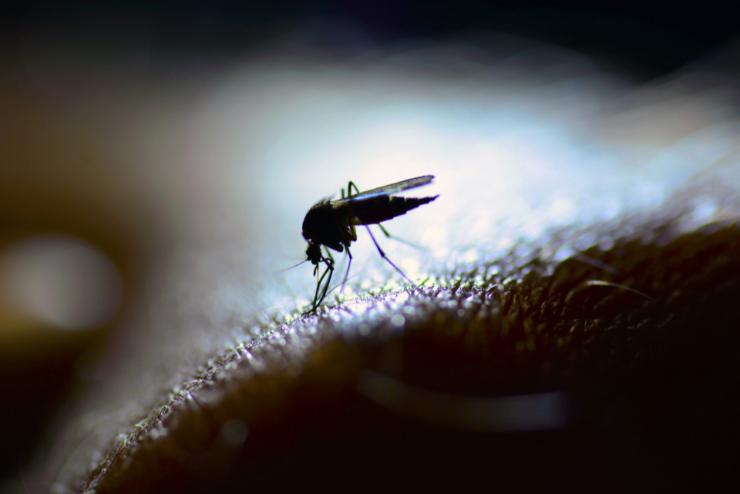 Szúnyogok jelentek meg az Antarktiszon