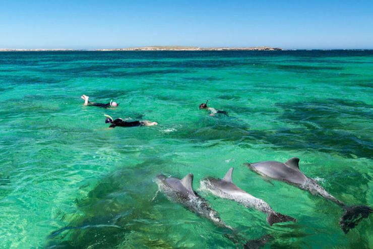 Tbb mint tucatnyi delfin pusztult el Mauritius partjainl
