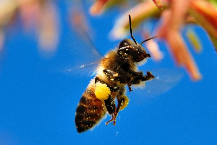 Méhek kutatnak a délszláv háború aknái után