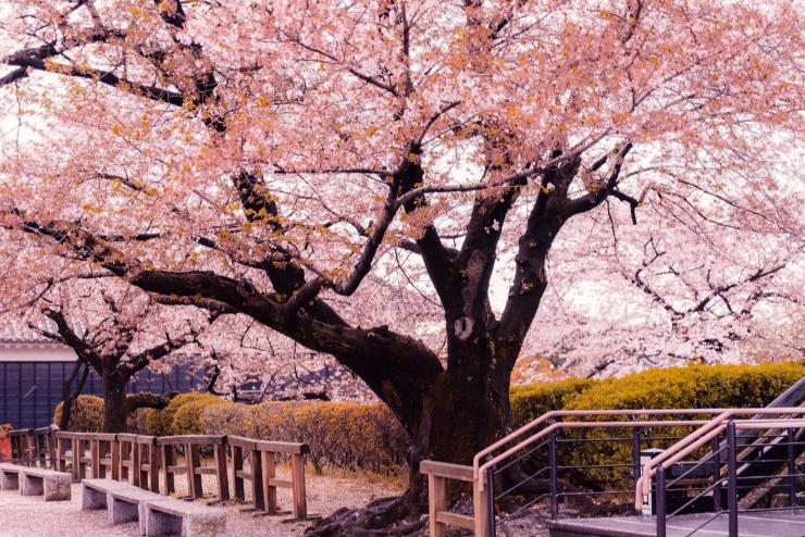 A klmavltozs a ludas Japnban a korai cseresznyevirgzsrt