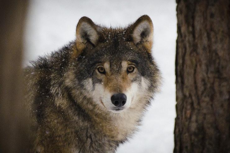 Növekedésnek indult a németországi farkasállomány