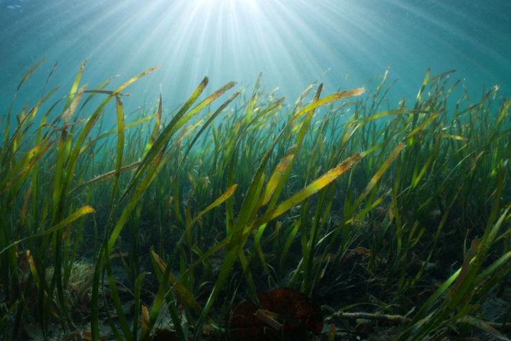 vente 900 milli manyagtredket szrnek ki a Fldkzi-tengerbl a tengeri fvek