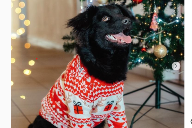 Emká, a Magyar Közút mentett kutyusa is karácsonyi pulcsit húzott, hogy segítsen a daganatos gyerekeken