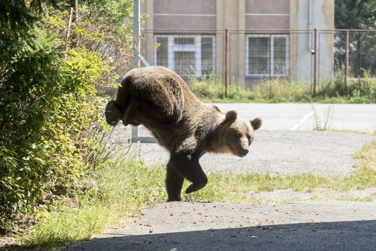Kilőtték az iskolák mellett randalírozó medvét