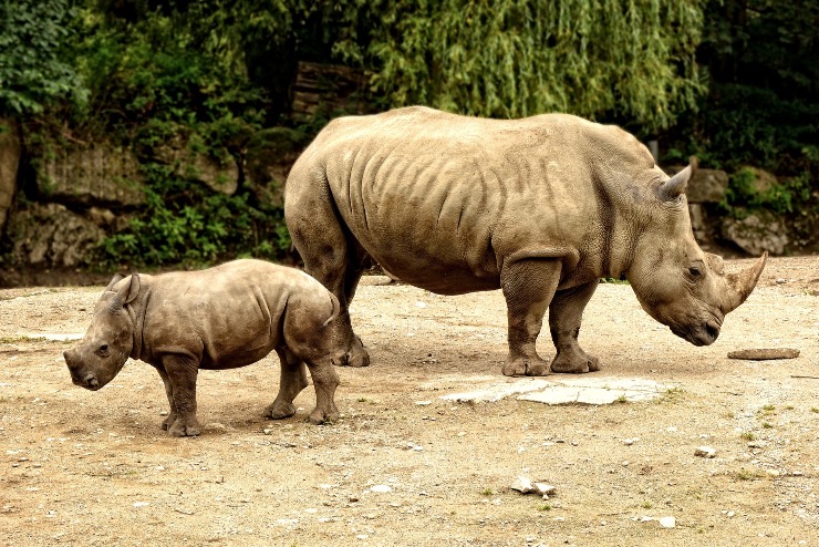 Visszatérhetett a rezervátumba a tülkét vesztett rinocérosz Dél-Afrikában