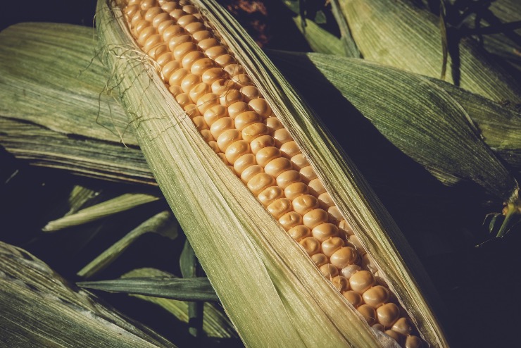 Jelentsen elmarad a kukoricaterms a sokves tlagtl Tolnban