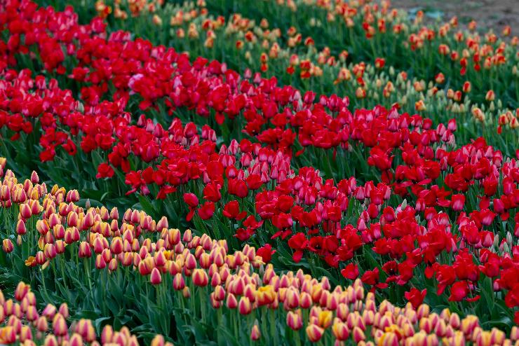 Nylnak mr a tulipnok Krshegyen