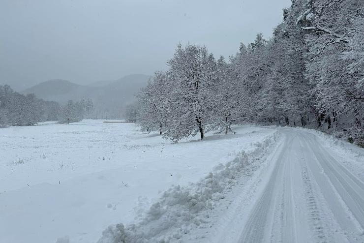 Roskadoznak a fák a hó súlya alatt Észak-Zemplénben és a Bodrogközben